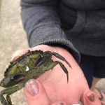 crabbing in Devon